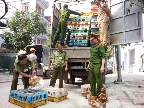 Xe chở gà lậu bị cơ quan chức năng bắt giữ