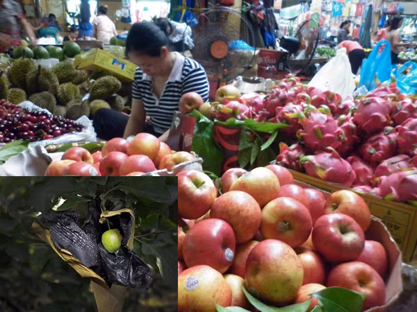 Táo Trung Quốc được bày bán tại các sạp hoa quả ở chợ Hôm (Hà Nội). Công nghệ trồng táo Fuji (Sơn Đông, Trung Quốc) được bọc chất độc để chống nấm mốc và sâu bệnh (ảnh nhỏ)