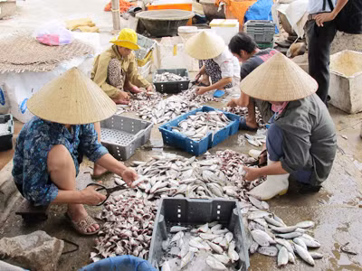 Tận thấy công nghệ chế biến cá khô bẩn