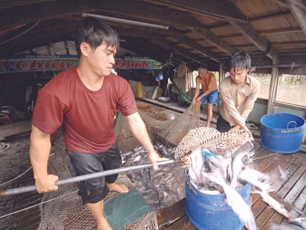Doanh nghiệp ngoại liên kết, người nuôi bị thiệt