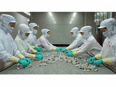 Mỹ áp thuế chống trợ cấp tôm Việt Nam