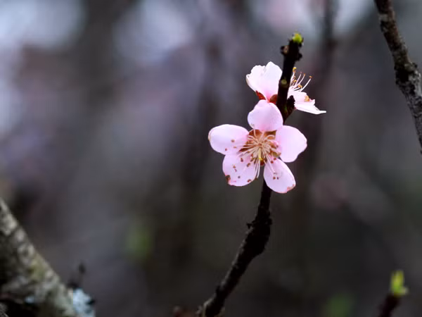 Đào rừng xuống phố 'hút' khách