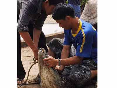 Còn 7 con cá sấu sổng chuồng chưa bắt được