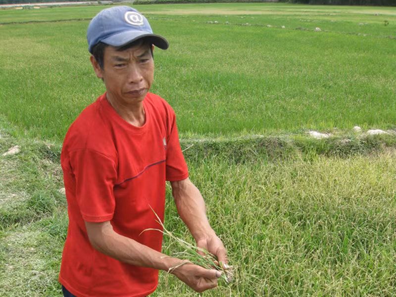 Lúa chết khô vì thiếu điện