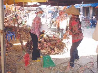 Gà thải loại 'giết' ngành chăn nuôi