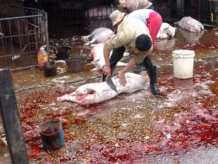 1/3 thịt tươi sống nhiễm khuẩn gây bệnh thương hàn