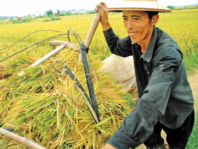 Xuất khẩu gạo hàng đầu thế giới: Nông dân vẫn nghèo