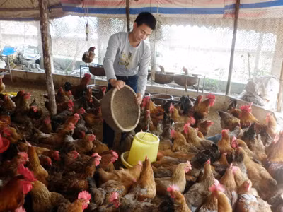 Thị trường thức ăn chăn nuôi: Thất thế vì đói vốn