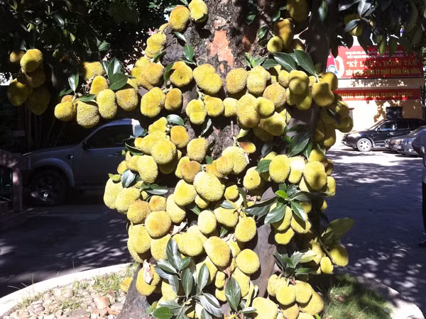 Độc đáo cây mít nghìn quả