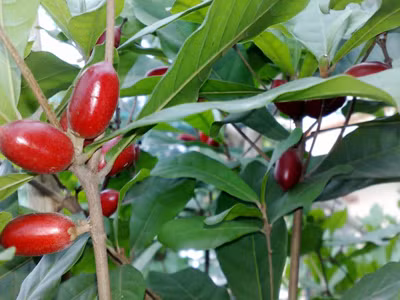 Manh nha cây Thần Kỳ ở Việt Nam
