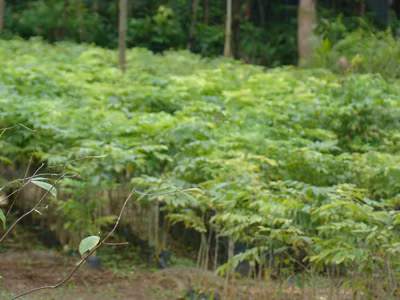 Khi nông dân say với… sưa