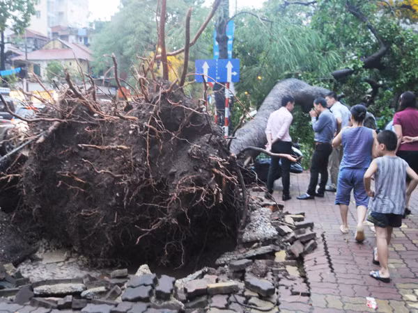 Gió to, mưa lớn, cây đè chết người, bẹp ô tô