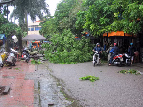 Một góc phố Ninh Bình, cây xanh đổ ngổn ngang