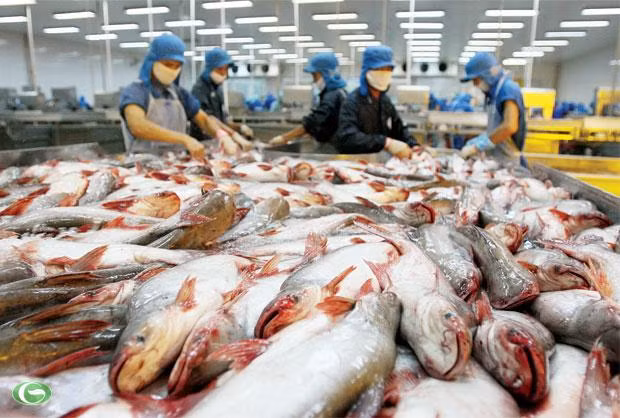 Khan hiếm cá tra giữa mùa xuất khẩu