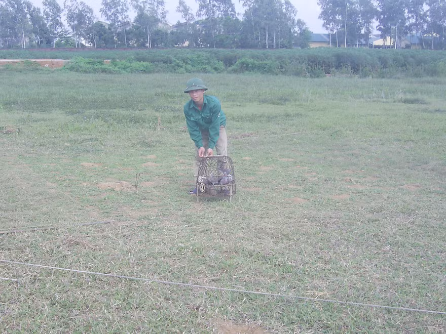 Anh Quán chuẩn bị giăng bẫy