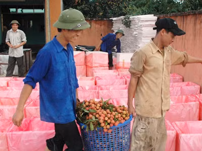 Thương lái Trung Quốc vơ vét vải thiều