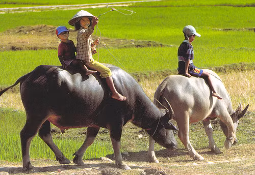 Bất thường thương lái Trung Quốc đổ xô mua phân trâu khô?