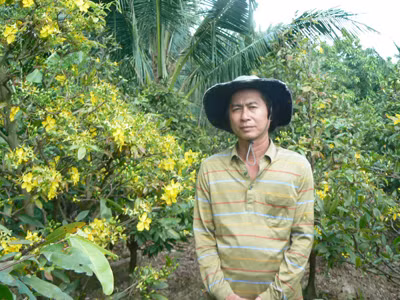 Mai nở rộ, người trồng héo hắt