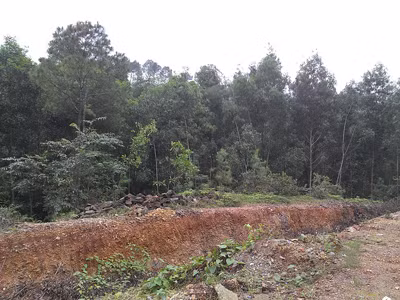 Đua nhau chiếm đất lâm trường