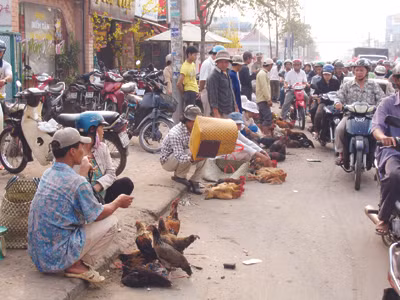 Gia cầm lậu bày bán công khai tại đường Phạm Hùng quận 8 ngày 3-1 Ảnh: L.N
