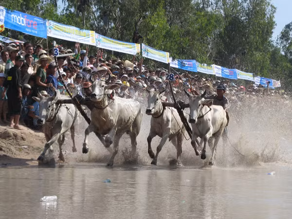 Tưng bừng hội đua bò Bảy Núi