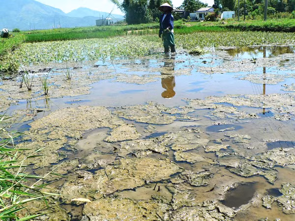 Trong vùng giải tỏa