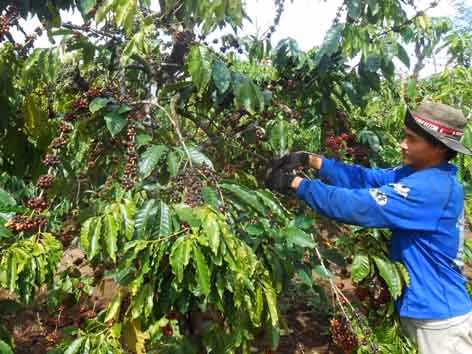 Nỗi khổ cà phê được mùa, rớt giá