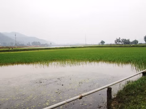 Người dân hoang mang sau cơn mưa 'lạ'
