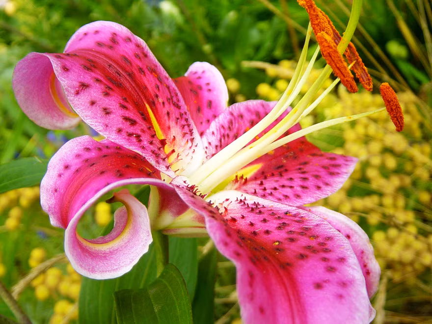 Những sắc hương Lily ngây ngất lòng người