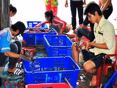 Thương lái Trung Quốc làm gì ở mũi Cà Mau?