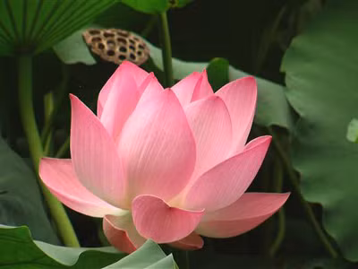 Nhiều người nước ngoài thích sen hồng