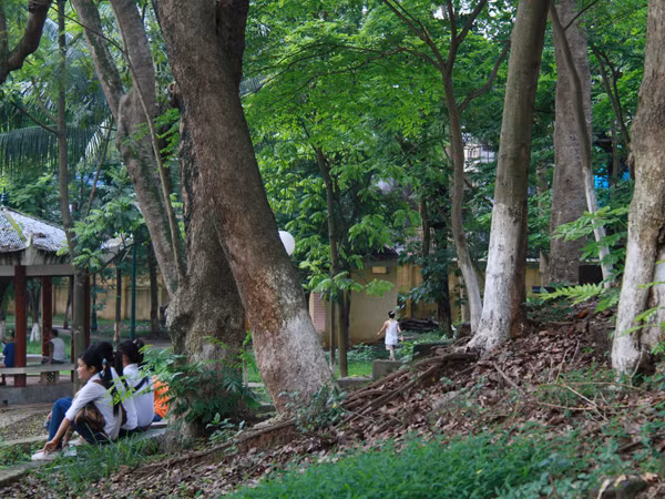 Phấp phỏng vì sưa