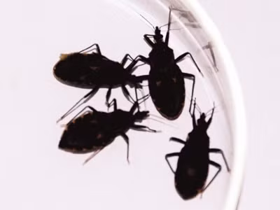 Bọ xít, ve bét: cùng hút máu nhưng truyền bệnh khác nhau
