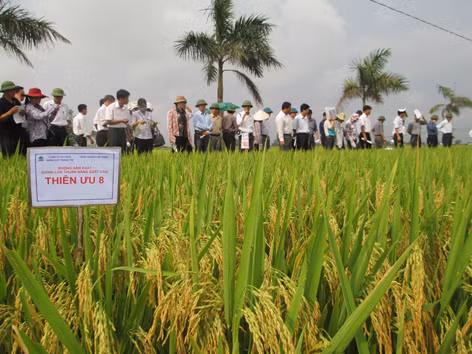 Thua thiệt nông dân gánh