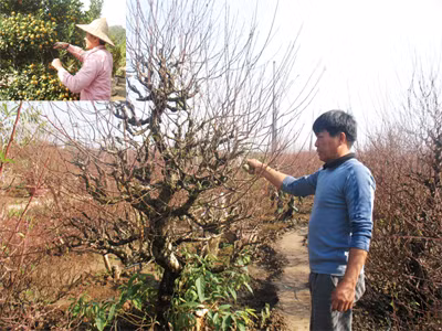 Tết đến gần, quất 'héo', đào 'tươi'