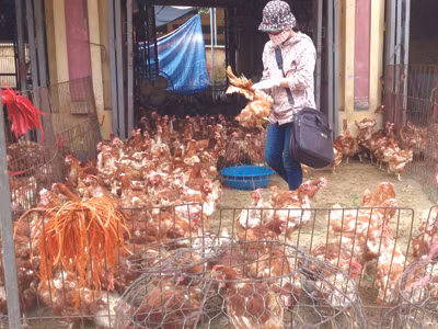 Gà thải Trung Quốc: Ổ bệnh di động