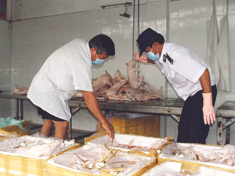 Một lượng lớn thịt thối biến thành "món ngon" để đến nhà hàng, quán cơm và vào bữa ăn người dân. Ảnh: L.N