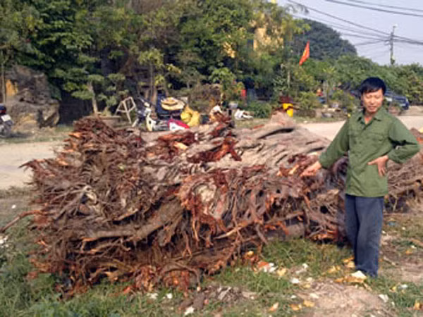 Phát hiện cây bồ đề 100 tuổi bị đánh cắp
