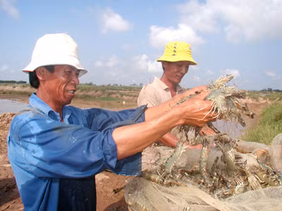 Hai bộ vênh nhau về tôm thẻ chân trắng