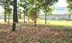 Người đàn ông tử vong treo lơ lửng trên cây tại khu công nghiệp