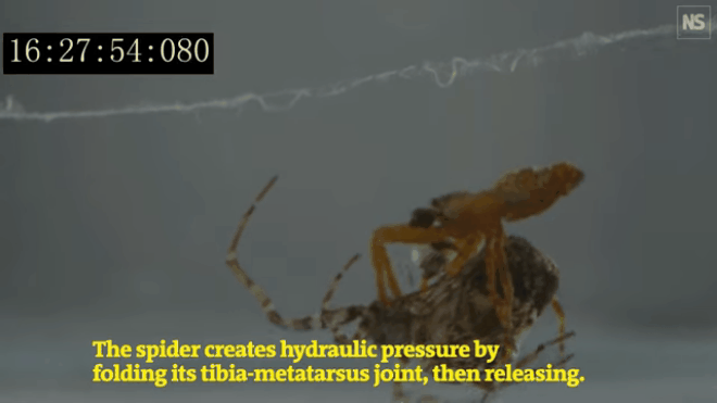 Nhện đực Philoponella prominens sử dụng "khinh công" trốn khỏi bạn tình. Nhện đực Philoponella prominens sử dụng "khinh công" trốn khỏi bạn tình.