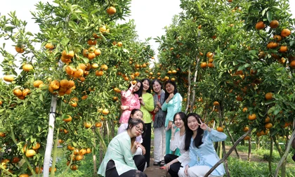 Vườn quýt hồng trĩu quả thành điểm check-in hot ở Cần Thơ
