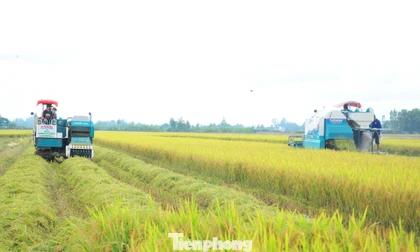 Trồng lúa giảm phát thải lợi nhuận tăng ít nhất 20%