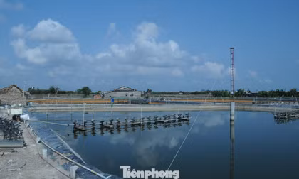 Khơi thông thủ tục chứng nhận cho tôm nguyên liệu xuất khẩu