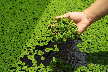 Loài thực vật nhỏ dưới đầm lầy mà bạn không ngờ tới ở châu Á có thể làm chậm quá trình lão hóa não 