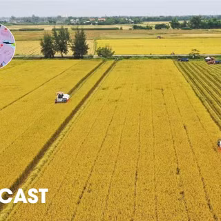 Đất trồng lúa sát đường giao thông, cạnh khu dân cư có được chuyển sang đất ở?