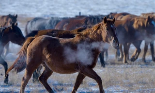 Ngựa trên thảo nguyên Tích Lâm Quách (Xilingol) thuộc Khu tự trị Nội Mông, Trung Quốc. Ảnh: CGTN.