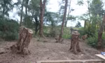 Nghi vấn 'bức tử' rừng phi lao ven biển Quảng Trị để mở rộng nghĩa địa 