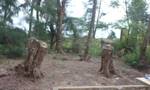 Nghi vấn 'bức tử' rừng phi lao ven biển Quảng Trị để mở rộng nghĩa địa 