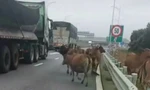 Lái xe hoảng hồn khi thấy đàn bò lù lù trên cao tốc Vạn Ninh – Cam Lộ 